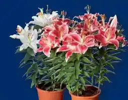 Lidl Orientalische Lilien Angebot