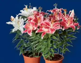 Lidl Orientalische Lilien Angebot