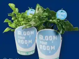 Lidl Bloom your room-Grünpflanzen Angebot