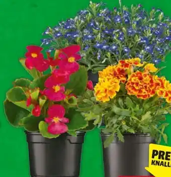 Hagebau Beet- und Balkonpflanzen Angebot