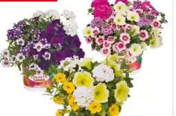 Hagebau Beetpflanzen-Trio Confetti Garden Angebot