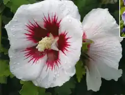 Hagebau Gartenhibiskus Angebot