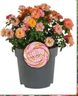 Hagebau Beetrose Sugar Candy Rose Angebot
