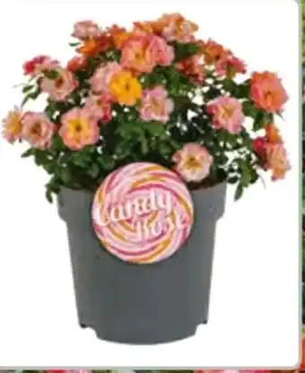 Hagebau Beetrose Sugar Candy Rose Angebot
