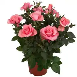 toom Baumarkt Toom Topfrose Angebot
