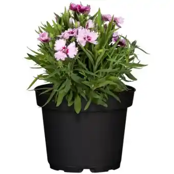 toom Baumarkt Toom Blütensommer-Mix Angebot