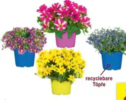 toom Baumarkt Toom Zauberglöckchen Carillon Angebot