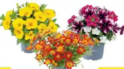 toom Baumarkt Beetpflanzen-Mix Sommerliebe Angebot