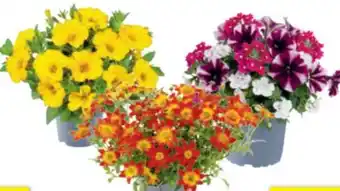 toom Baumarkt Beetpflanzen-Mix Sommerliebe Angebot