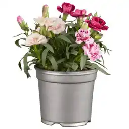toom Baumarkt Toom Nelken Trio Oscar Angebot
