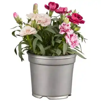 toom Baumarkt Toom Nelken Trio Oscar Angebot