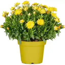 toom Baumarkt Toom Chrysantheme Angebot