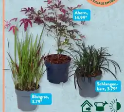 Aldi Süd Gardenline Asia-Gartenpflanze Angebot