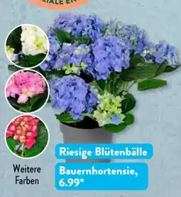 Aldi Süd Gardenline Hortensie Angebot