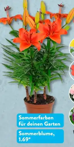 Aldi Süd Gardenline Sommerblumen Angebot