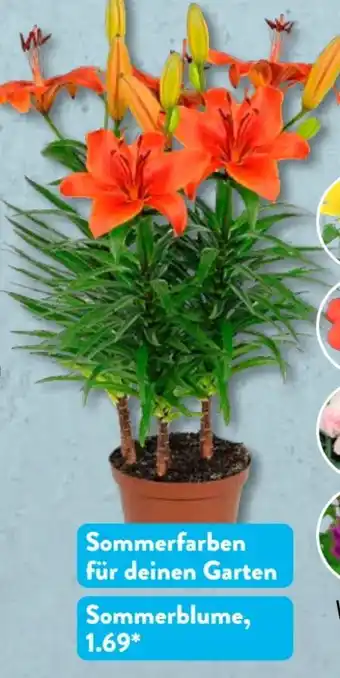Aldi Süd Gardenline Sommerblumen Angebot