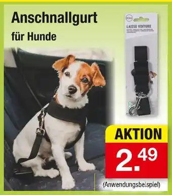 Zimmermann Anschnallgurt Angebot
