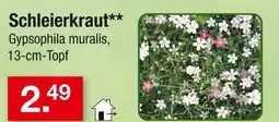 Zimmermann Schleierkraut Angebot