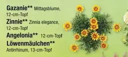 Zimmermann Gazanie, zinnie, angelonia oder löwenmäulchen Angebot