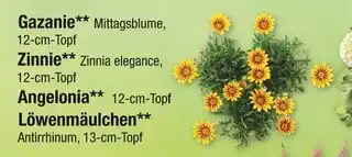 Zimmermann Gazanie, zinnie, angelonia oder löwenmäulchen Angebot