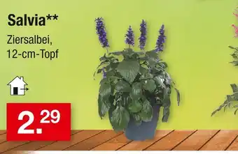 Zimmermann Salvia Angebot