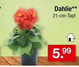 Zimmermann Dahlie Angebot