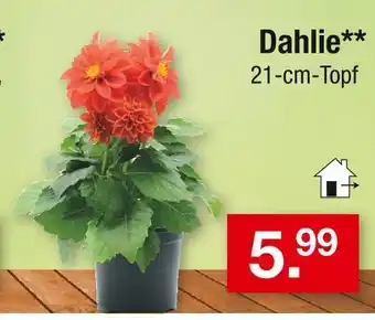 Zimmermann Dahlie Angebot