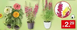 Zimmermann Blumenpflanzen Angebot