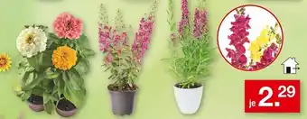 Zimmermann Blumenpflanzen Angebot