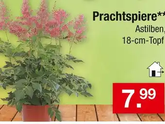 Zimmermann Prachtspiere Angebot