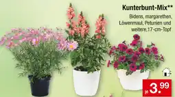 Zimmermann Kunterbunt-mix Angebot