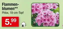Zimmermann Flammenblumen Angebot