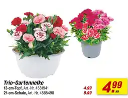 toom Baumarkt Trio-gartennelke Angebot