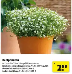 Hagebau Einjähriges schleierkraut Angebot