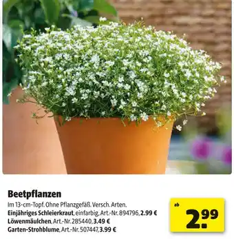 Hagebau Einjähriges schleierkraut Angebot