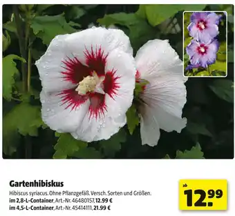 Hagebau Gartenhibiskus Angebot