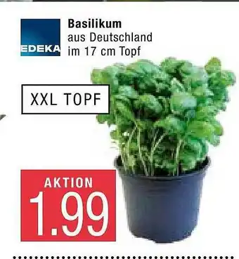 Marktkauf Edeka Basilikum Angebot