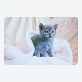 NKD Platz-Set mit Katzen-Fotodruck, ca. 43,5x28,2 cm Angebot
