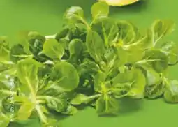 Netto Marken-Discount BioBio Bio Feldsalat Angebot