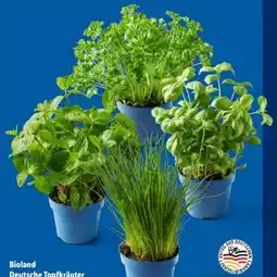 Lidl Bio Topfkräuter Angebot