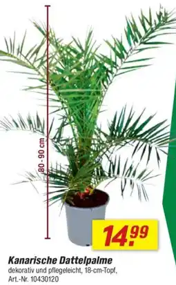 toom Baumarkt Kanarische Dattelpalme Angebot