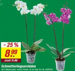 toom Baumarkt Schmetterlingsorchidee Angebot