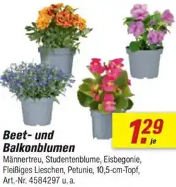 toom Baumarkt Beet-und Balkonblumen Angebot