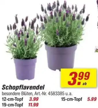 toom Baumarkt Schopflavendel Angebot