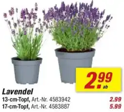toom Baumarkt Lavendel Angebot