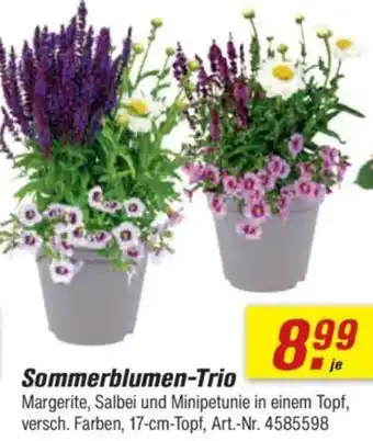 toom Baumarkt Sommerblumen-Trio Angebot