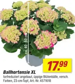 toom Baumarkt Ballhortensie XL Angebot
