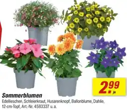 toom Baumarkt Sommerblumen Angebot