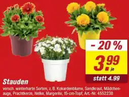toom Baumarkt Stauden Angebot