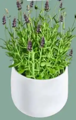 Edeka Gartenlavendel Angustifolia Angebot
